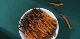 “Viagra dos Himalaias”, o fungo mais caro do que ouro, mostra potencial contra cancro